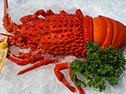 Buy Lobster Online